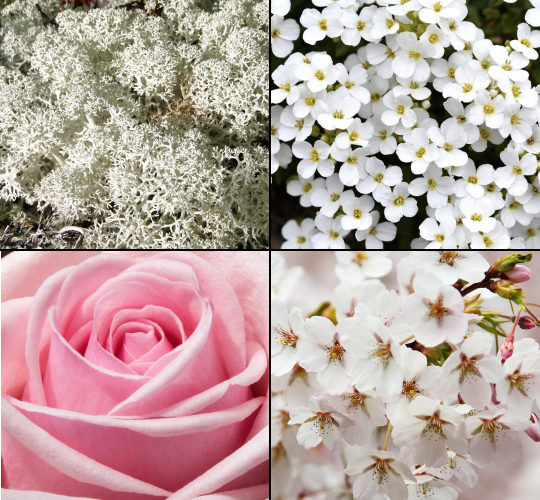 img_blocco_muschiobianco.png